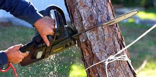 Best Arborist Consultation Services  in Pecan Plantation, TX