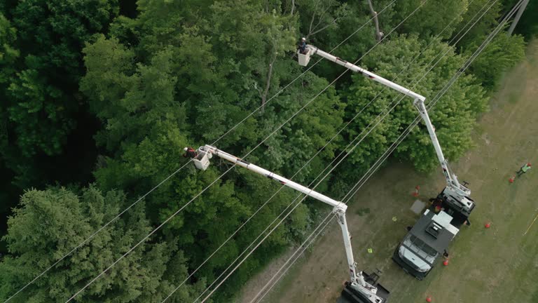 Best Hedge Trimming  in Pecan Plantation, TX